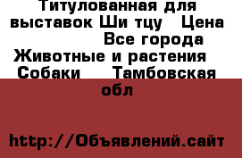 Титулованная для выставок Ши-тцу › Цена ­ 100 000 - Все города Животные и растения » Собаки   . Тамбовская обл.